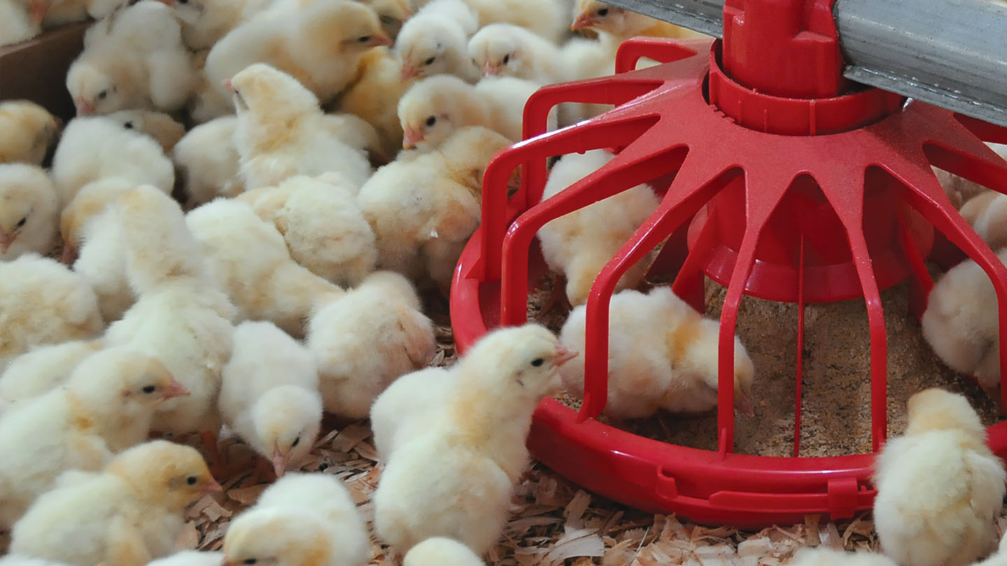 E-Feeder Pan Feeders E-Feeder Pan Feeder