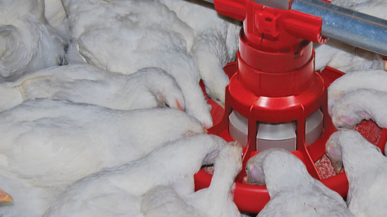 NutraPan Flood Feeders NutraPan Flood Feeders