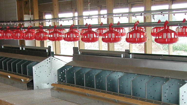 Poultry Feeding Systems